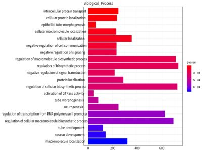 差異miRNA靶基因注釋