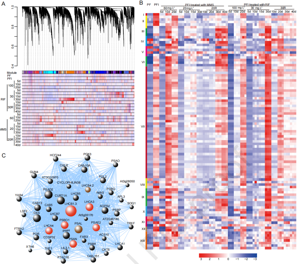 圖4 ?PaWB病相關(guān)的基因共表達網(wǎng)絡(luò)分析 圖4 ?PaWB病相關(guān)的基因共表達網(wǎng)絡(luò)分析