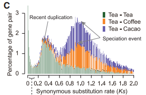 茶樹(shù)全基因組復(fù)制事件