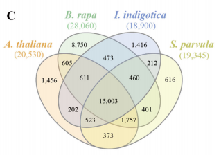 板藍(lán)根基因家族聚類(lèi)