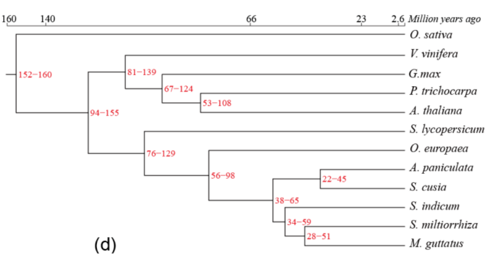 馬蘭及其近緣種分化時(shí)間