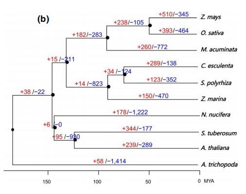 二倍體芋頭及其近緣種基因家族擴(kuò)張收縮