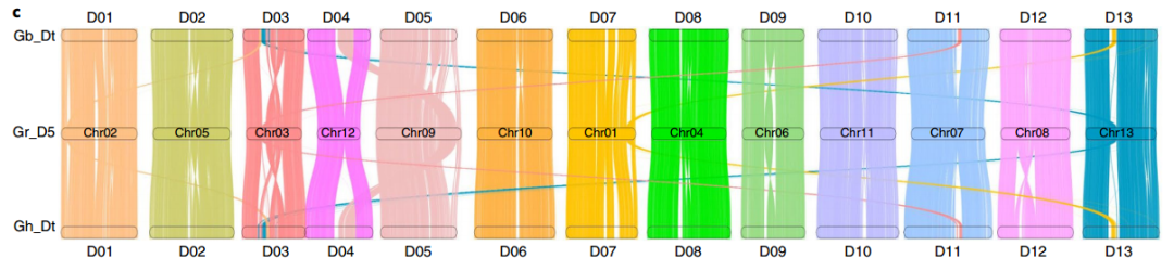 陸地棉和海島棉D(zhuǎn)亞基因組與雷蒙德氏棉(DD型)基因組共線(xiàn)性分析
