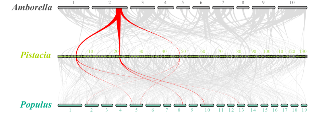 開(kāi)心果與無(wú)油樟及毛果楊共線(xiàn)性