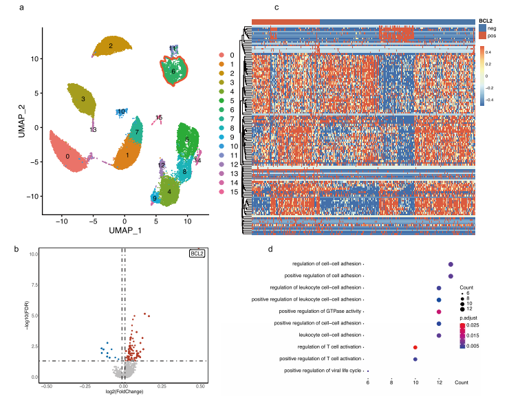 CD4+ T細胞中的BCL-2表達與T細胞活化、增殖相關