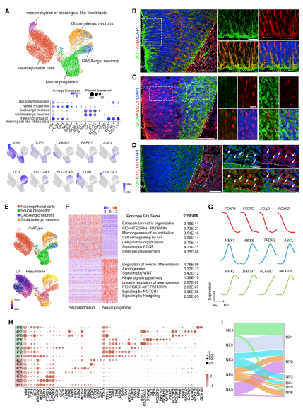 早期下丘腦NE和祖細胞的分子異質(zhì)性