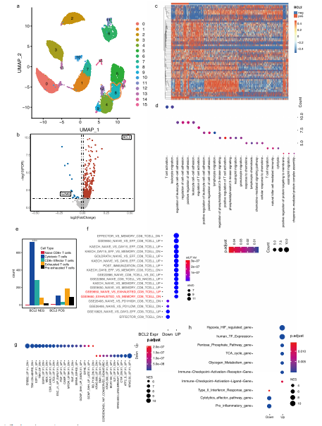 CD8+ T細胞中的BCL-2表達與細胞毒性T淋巴細胞耗竭增加有關