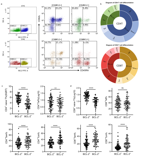 CLL中BCL-2陽性和陰性T細胞的分化