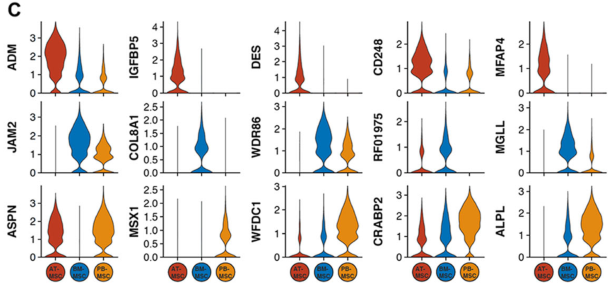 圖2單細胞RNA測序(sc?RNAseq)數(shù)據(jù)揭示了馬間充質(zhì)基質(zhì)細胞(MSCs)的源間變異