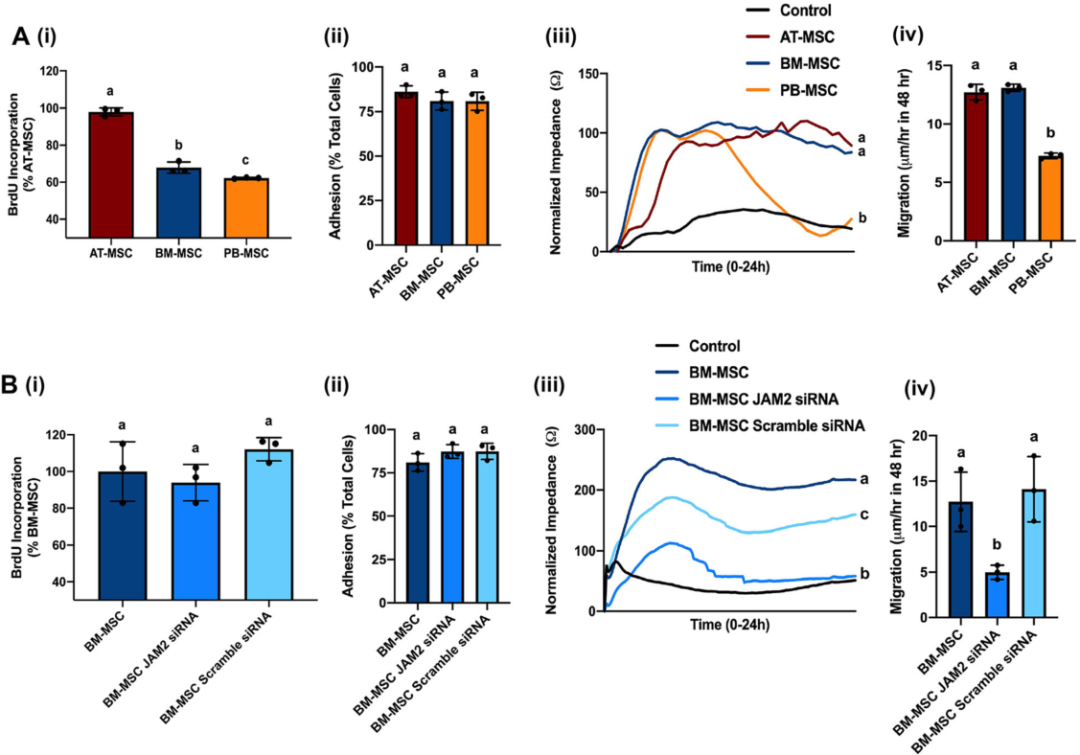 圖3敲除骨髓間充質(zhì)基質(zhì)細胞(MSCs)的連接粘附分子2(JAM2)可改變細胞的運動性
