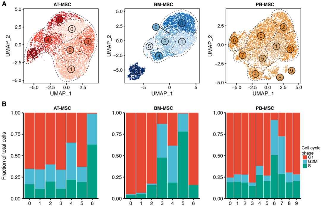 圖4單細胞RNA測序(sc?RNAseq)數(shù)據(jù)揭示了馬間充質(zhì)基質(zhì)細胞(MSCs)的源內(nèi)變異