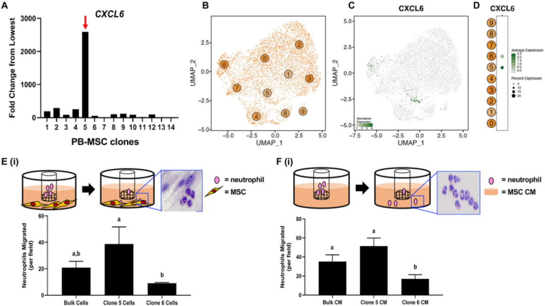 圖6外周血(PB)來源的間充質(zhì)基質(zhì)細胞(MSCs)來源內(nèi)的異質(zhì)性轉(zhuǎn)化為不同的化學(xué)吸引能力