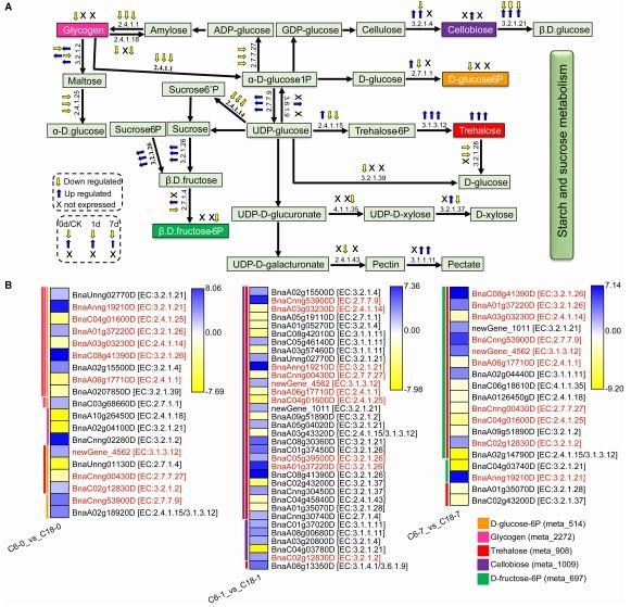 C6 和 C18 品種響應 CS 的淀粉和蔗糖代謝途徑