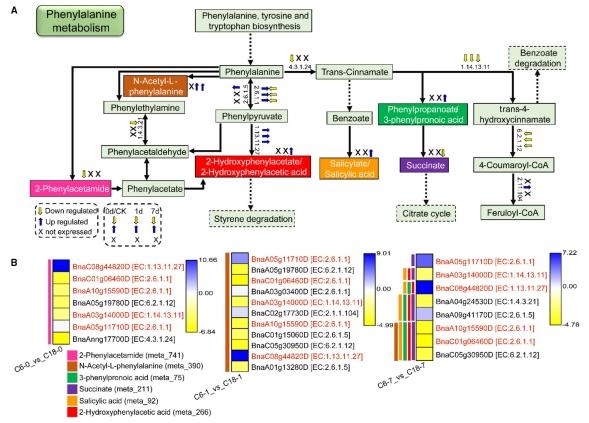 在 C6 和 C18 品種中響應 CS 的苯丙氨酸代謝途徑