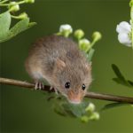 IF=26.7 | 酸味竟然能緩解肝臟損傷？科學(xué)家揭秘“酸入肝”的科學(xué)依據(jù)！