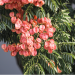 PBJ | 無(wú)患子屬全基因組多樣性圖譜被成功構(gòu)建