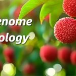 廣東省農(nóng)科院聯(lián)合華南農(nóng)大、中國(guó)熱帶農(nóng)科院在荔枝資源群體遺傳和果實(shí)性狀形成方面取得重要進(jìn)展