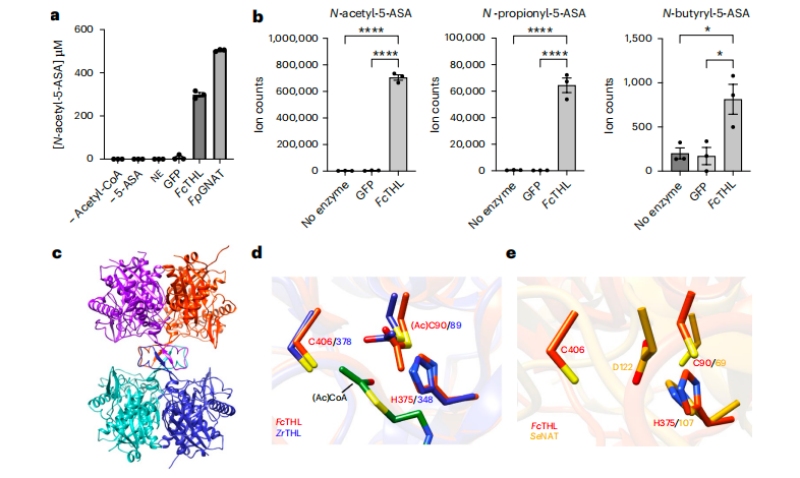 圖3?5-ASA在體外的乙?；钚缘淖C實