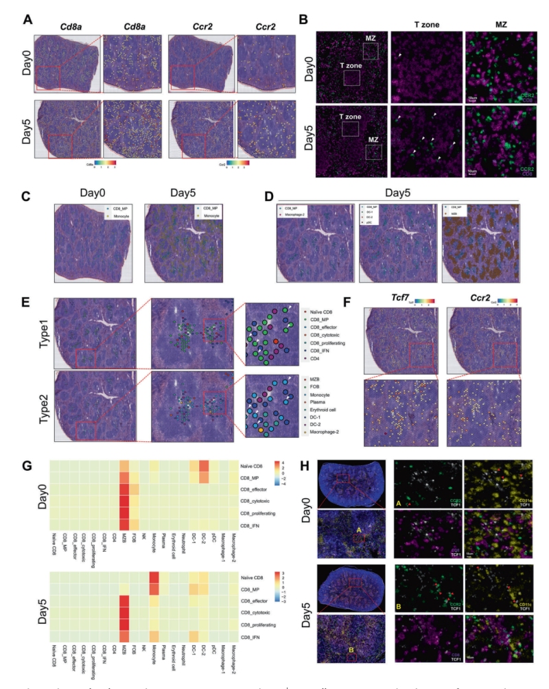 研究結(jié)果四:?jiǎn)魏思?xì)胞和CD8+ MP細(xì)胞的抗原依賴性共定位