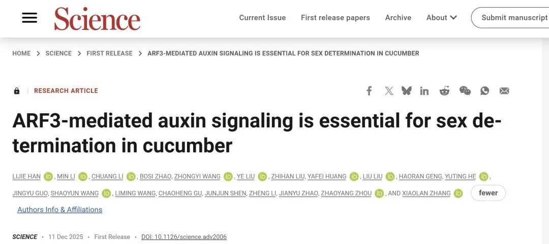 《Science》ARF3介導(dǎo)的生長素信號對黃瓜性別決定至關(guān)重要