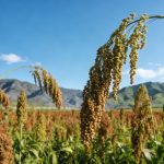 《Cell》：揭示缺磷環(huán)境促進(jìn)作物SL外排的生理現(xiàn)象，并解析其分子機(jī)制