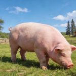 《Science Bulletin》印遇龍?jiān)菏繄F(tuán)隊(duì)最新研究成果：史氏甲烷短桿菌通過抑制肝臟酮體代謝，導(dǎo)致出生后生長遲緩