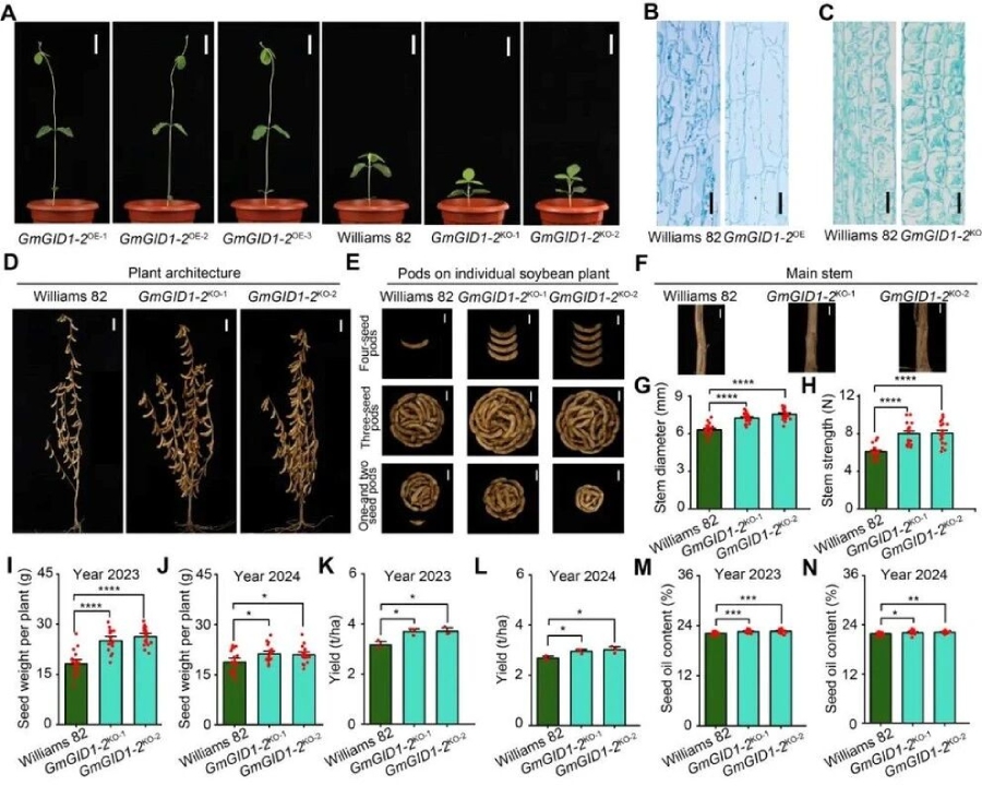 圖1 敲除GmGID1-2改良大豆株型并提高產量和種子含油量