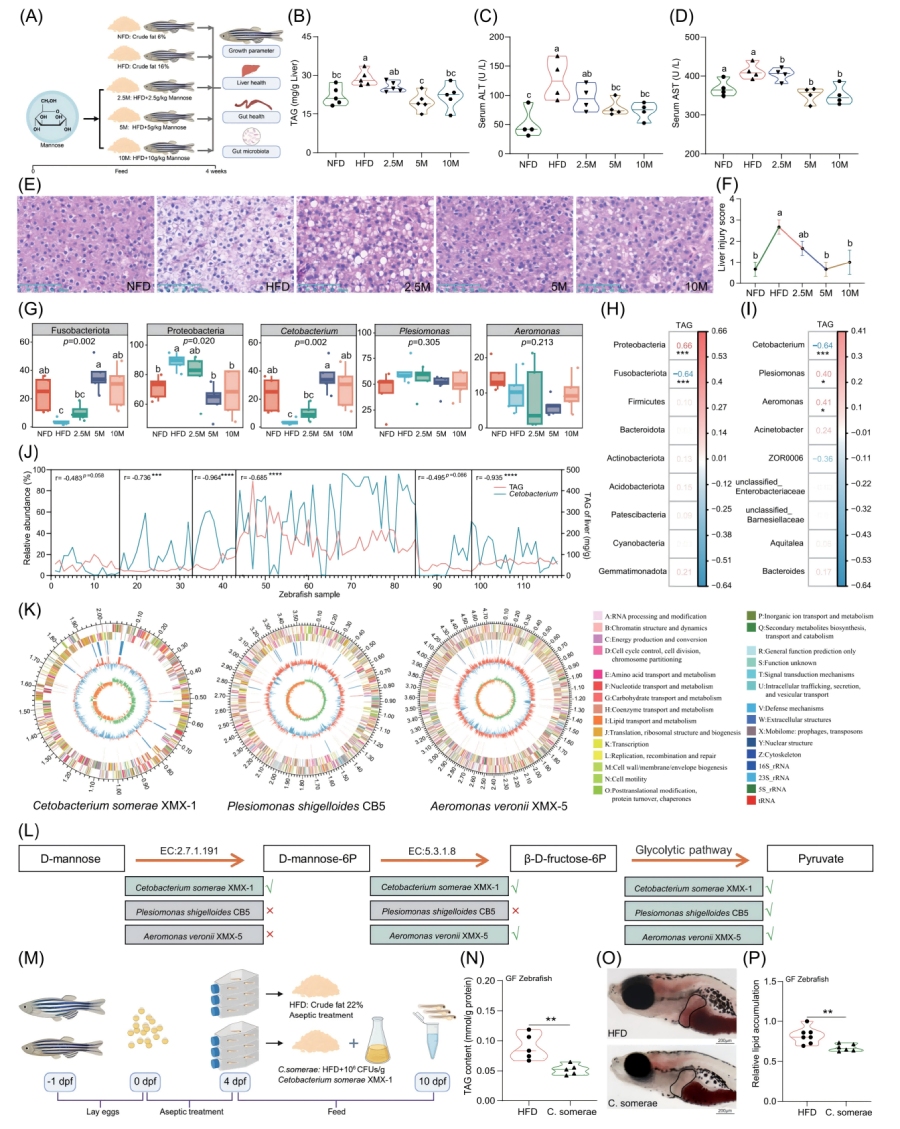 圖1-甘露糖補(bǔ)充不能直接緩解HFD誘導(dǎo)的肝臟脂肪變性，但會(huì)促進(jìn)C.somerae的生長(zhǎng)
