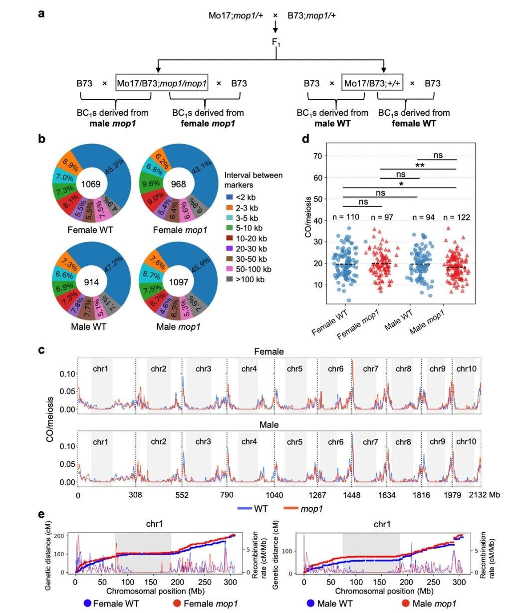 圖1?雄性mop1突變體與雌性mop1突變體相比，交叉（CO）數(shù)量減少。