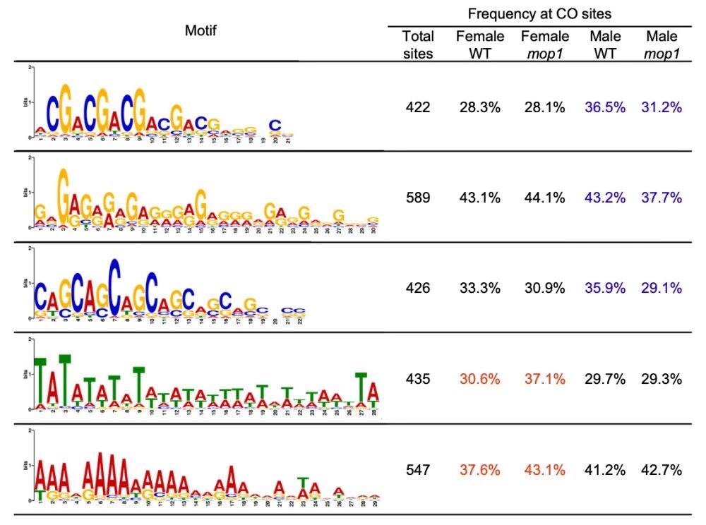 圖2?在雄性mop1突變體中，G/C相關(guān)基序的頻率降低，而在雌性mop1交叉互換（COs）中A/T相關(guān)基序的頻率增加。