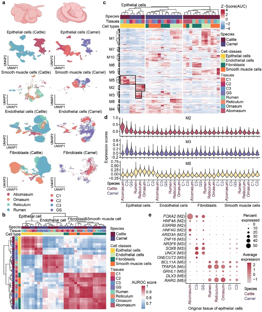 圖2.?多室胃結構細胞的跨物種比較分析