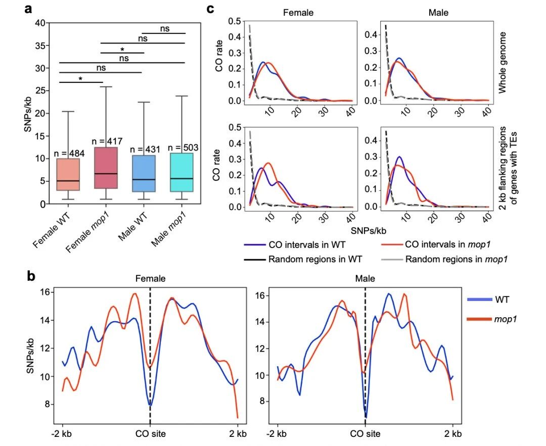 圖3?mop1基因，尤其在雌性個(gè)體中，傾向于在遺傳多樣性較高的區(qū)域引入新的交叉（CO）位點(diǎn)。