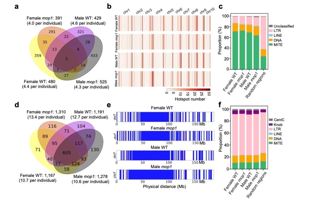 圖5 交叉位點(diǎn)（CO）在MITE序列附近富集，而冷點(diǎn)則與LTR逆轉(zhuǎn)座子相關(guān)聯(lián)