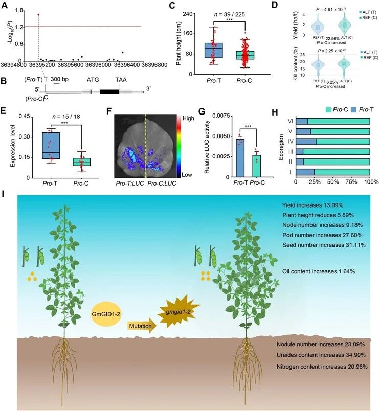 大豆GmGID1-2的優(yōu)異等位變異和一因多效功能