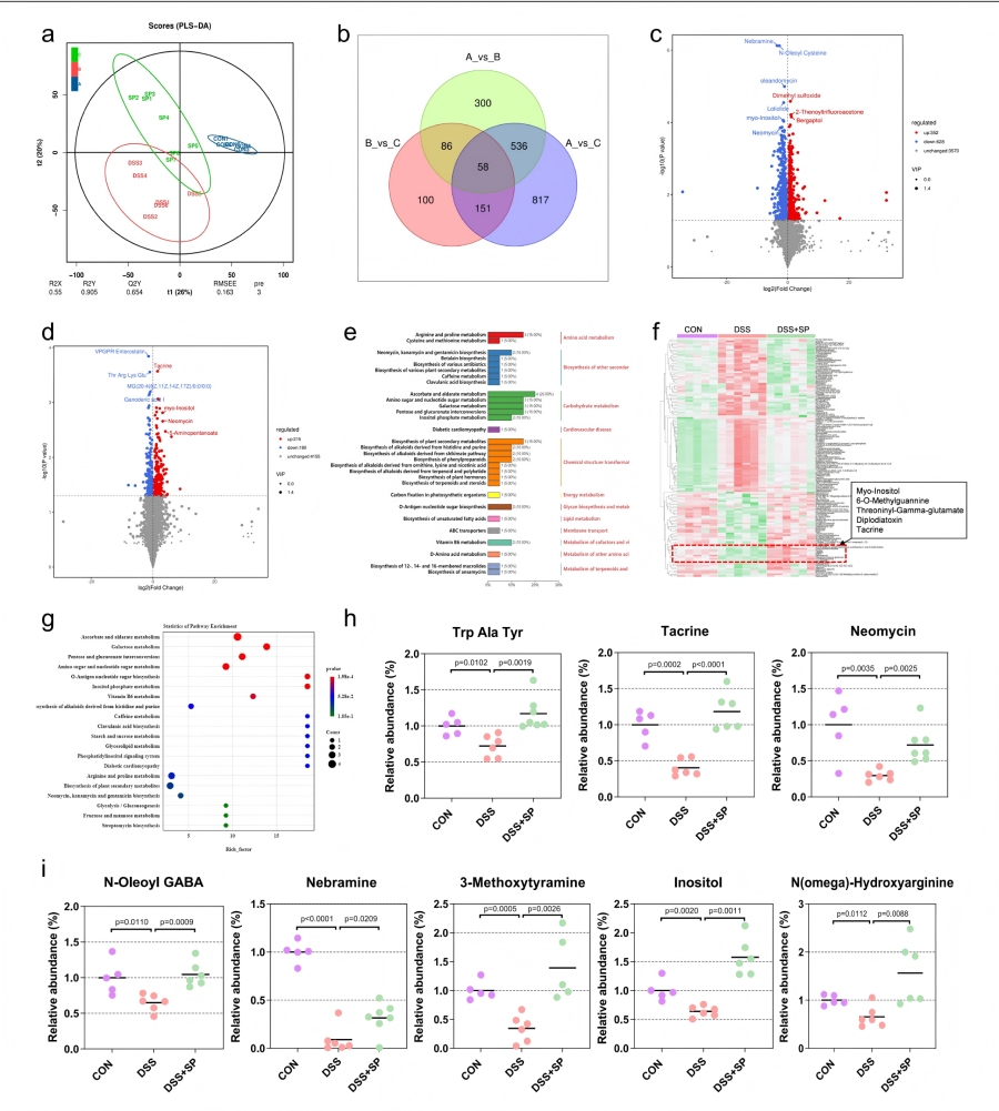 圖7 SP可增強腸道微生物群源代謝物肌醇的富集