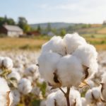 陸地棉進化軌跡與重要性狀遺傳架構(gòu)被破解！《Nature Genetics》