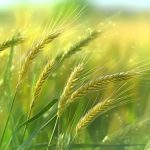 單細(xì)胞與空間轉(zhuǎn)錄組整合分析，揭示大麥從分生組織及器官起始細(xì)胞命運(yùn)決定到特定花器官起始過程中的關(guān)鍵轉(zhuǎn)錄事件與時(shí)空軌跡