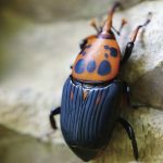 福建農(nóng)林大學(xué)揭示寄主昆蟲(chóng)揮發(fā)物“反向塑造”寄生線(xiàn)蟲(chóng)覓食行為的新機(jī)制研究丨《PNAS》封面文章