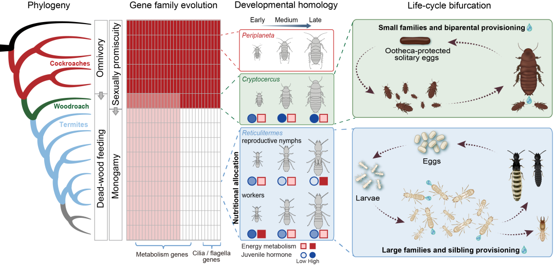 木食性蟑螂雙親撫育與白蟻同胞利他行為的演化