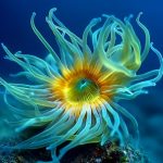 Nature子刊丨西班牙馬德里營養(yǎng)高級研究所發(fā)布新型“衰老毒素”，專殺腫瘤中的衰老細胞